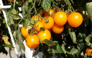 Biovertic vypestované rajčiny