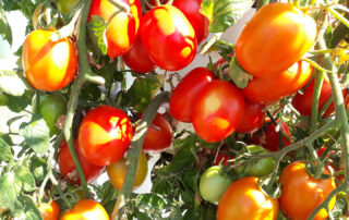 Biovertic vypestované paradajky