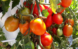 Biovertic vypestované paradajky