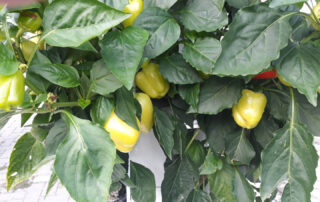 Biovertic pestovanie papriky