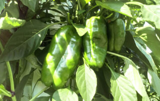 Biovertic pestovanie papriky
