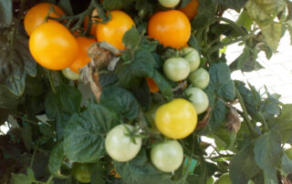 Biovertic pestovanie rajčín